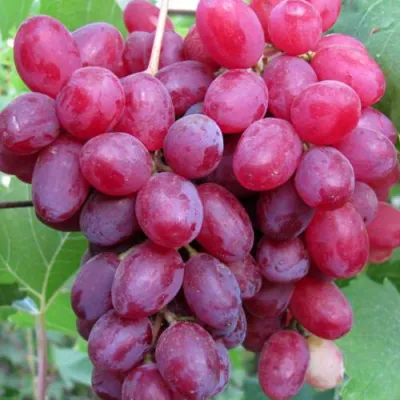 Виноград КИШМИШ ВЕЛЕС в Самаре