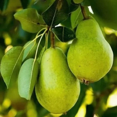 Груша СЕВЕРЯНКА колонновидная в Самаре