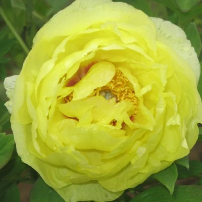 Пион ЗОЛОТО ПОДНЕБЕСНОЙ древовидный в Самаре