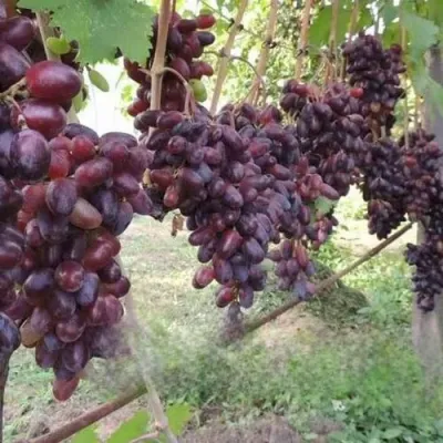 Виноград БАЙКОНУР в Самаре