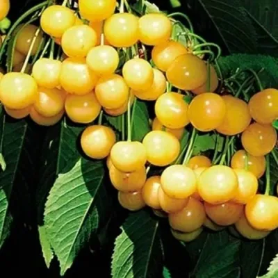 Черешня ДРОГАНА ЖЁЛТАЯ в Самаре