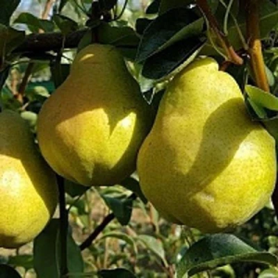 Груша СОКРОВИЩЕ в Самаре