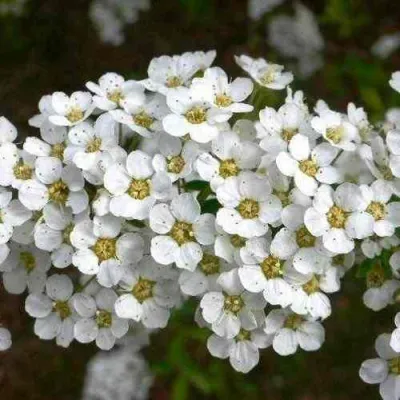 Спирея ГРЕФШЕЙМ в Самаре
