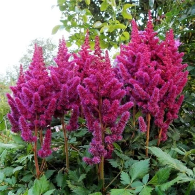 Астильба ВИЖНС китайская в Самаре