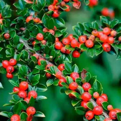 Кизильник горизонтальный в Самаре
