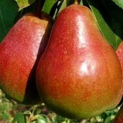 Груша ГЕРА в Самаре