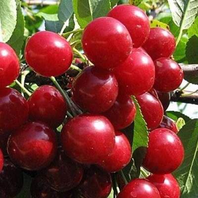 Вишня ГЛУБОКСКАЯ в Самаре