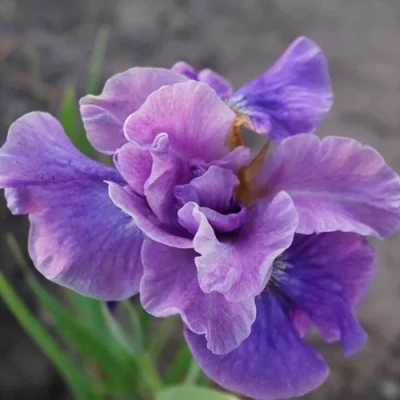 Ирис ХЭВИНГ ФАН сибирский в Самаре