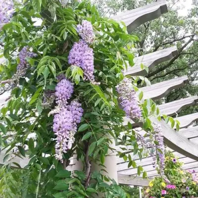 Глициния макростахия БЛЮ МУН в Самаре