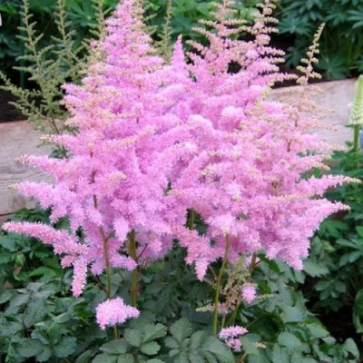 Астильба ГИАЦИНТ Арендса в Самаре