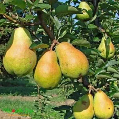 Груша ДОБРЯНКА в Самаре