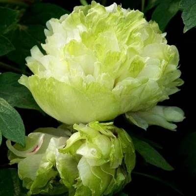 Пион ЗЕЛЕНЫЙ ШАР древовидный в Самаре