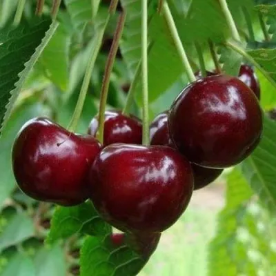 Вишня ЖАДАНА в Самаре