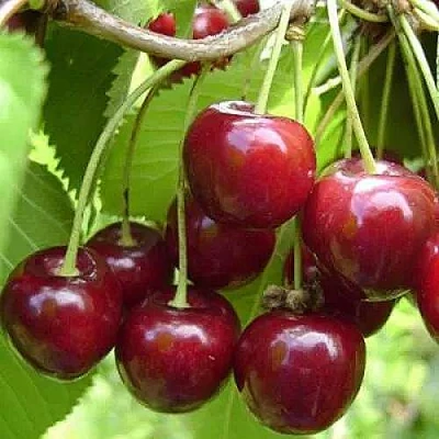 Вишня ХАРИТОНОВСКАЯ в Самаре