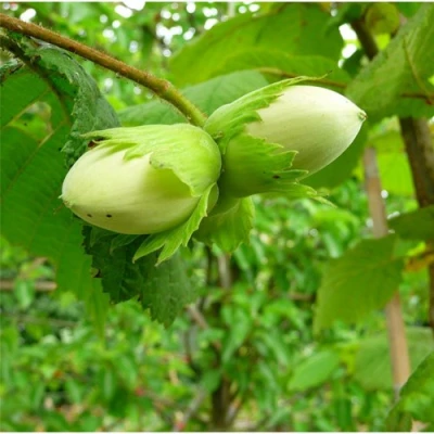 Фундук КОСФОРД в Самаре