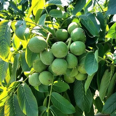 Грецкий орех  ИЗЯЩНЫЙ в Самаре