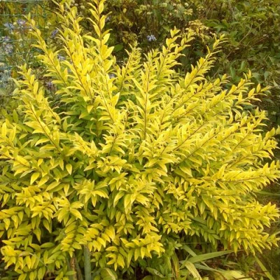 Бирючина АУРЕА обыкновенная в Самаре