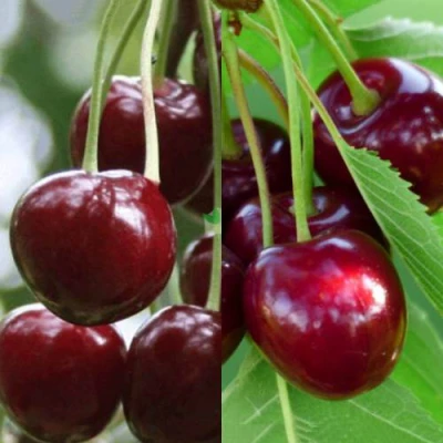 Комплект ВИШНЕВЫЙ ТАНДЕМ в Самаре