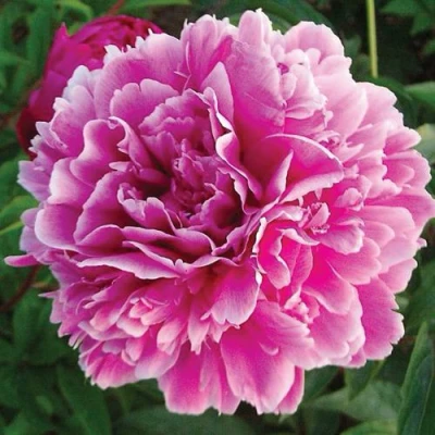Пион ПУРПУРНАЯ ФЕЕРИЯ травянистый в Самаре