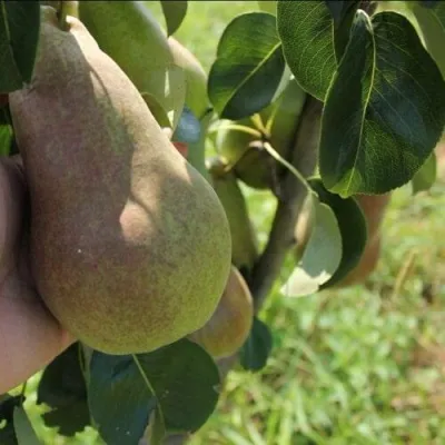 Груша БРЯНСКАЯ КРАСАВИЦА в Самаре