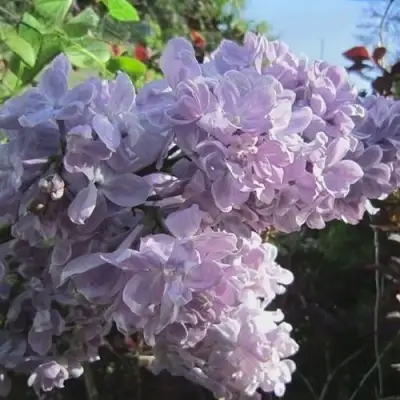Сирень ЛЕТНИЙ САД в Самаре
