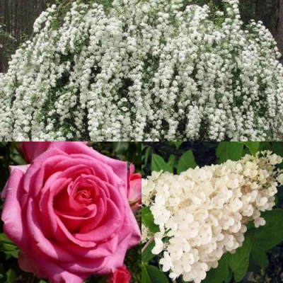 Комплект ВЕЧНАЯ КЛАССИКА в Самаре