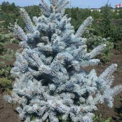 Ель МИСТИ БЛЮ голубая в Самаре
