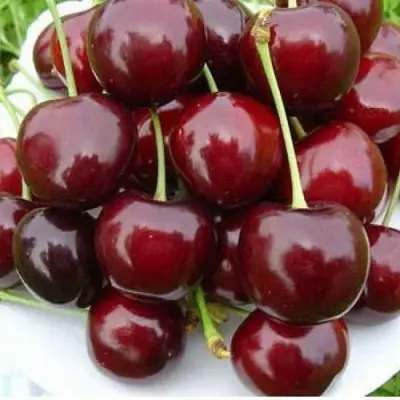 Черешня БУРЛАТ в Самаре
