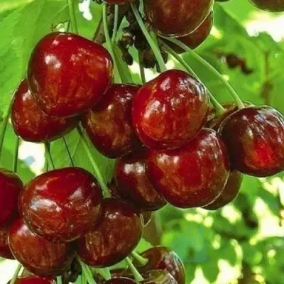 Черешня БУРЛАТ в Самаре