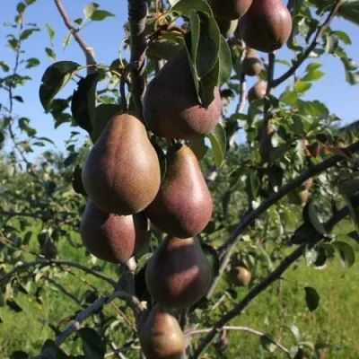 Груша БРЯНСКАЯ КРАСАВИЦА в Самаре