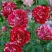 Роза ДИП ИМПРЕШН флорибунда в Самаре