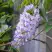 Глициния макростахия БЛЮ МУН в Самаре
