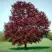 Клен РОЯЛ РЕД остролистный в Самаре