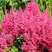 Астильба САННИ ДЕЙ гибридная в Самаре