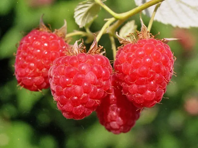 саженцы малины саженцы малины