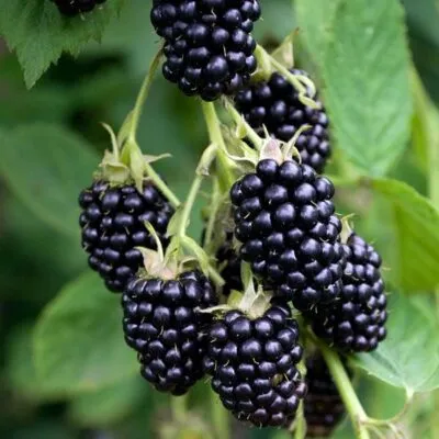 Ремонтантная в Самаре