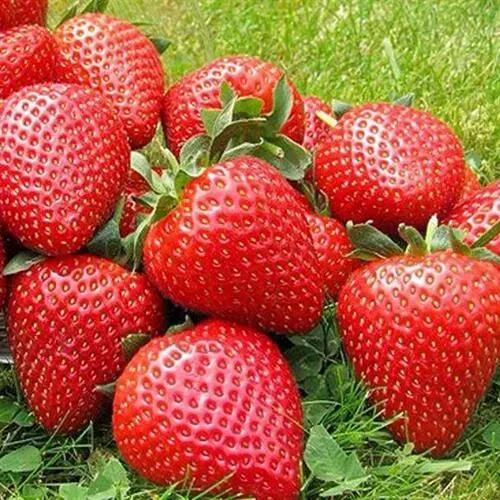 Клубника ЭЛИАНЕ в Самаре