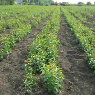 Подвой груши ДИКАЯ ГРУША  Подвой груши ДИКАЯ ГРУША в Самаре