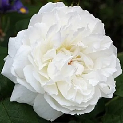 Саженцы роз ВИНЧЕСТЕР КАФЕДРАЛ английская  Саженцы роз ВИНЧЕСТЕР КАФЕДРАЛ английская в Самаре