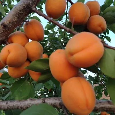 Абрикос ГОЛД РИЧ  Абрикос ГОЛД РИЧ в Самаре