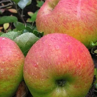 Яблоня ЯБЛОЧНЫЙ СПАС  Яблоня ЯБЛОЧНЫЙ СПАС в Самаре