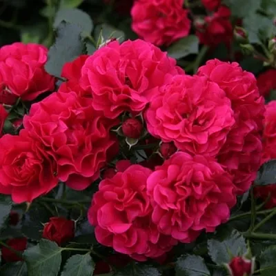 Саженцы роз РАДОСТЬ САДОВНИКА (ГАРТЕН ФРОЙДЕ) почвопокровная в Самаре