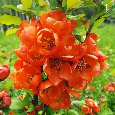 Айва японская в Самаре