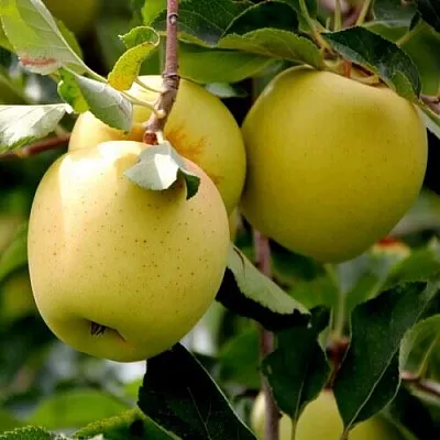 Яблоня ГОЛДЕН ВЛАДИМИРСКИЙ  Яблоня ГОЛДЕН ВЛАДИМИРСКИЙ в Самаре