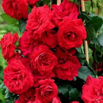 Саженцы роз АМАДЕУС плетистая — описание сорта Саженцы роз АМАДЕУС плетистая в Самаре