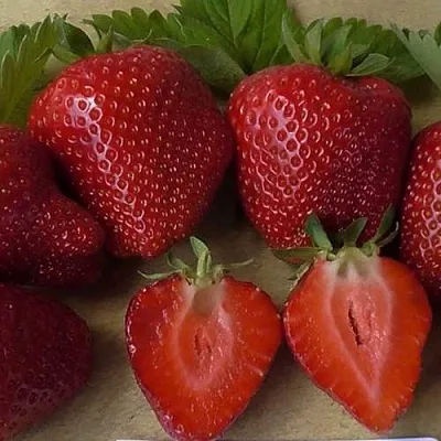 Клубника САНДРА  Клубника САНДРА в Самаре