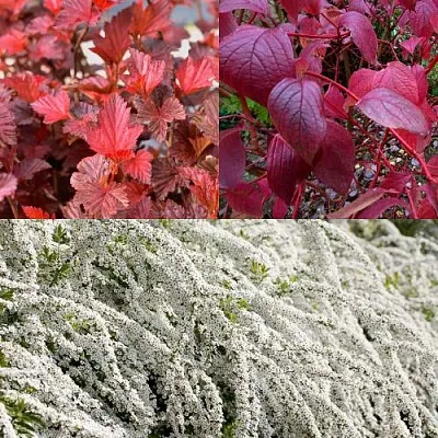 Комплект ЖИВАЯ ИЗГОРОДЬ в Самаре