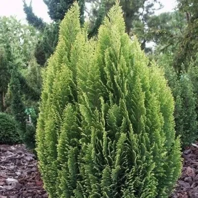 Кипарисовик ЭЛВУДИ ЭМПАЙР лавсана — описание сорта Кипарисовик ЭЛВУДИ ЭМПАЙР лавсана в Самаре