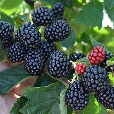 Ежевика ПОЛАР бесшипная  Ежевика ПОЛАР бесшипная в Самаре