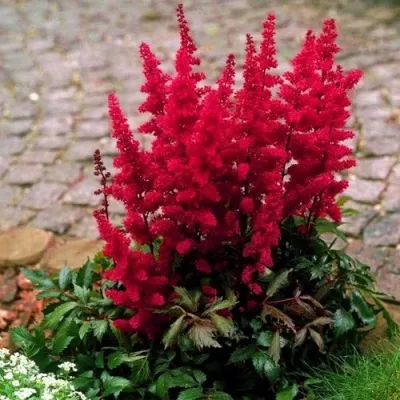 Астильба ГЛАТ Арендса — описание сорта Астильба ГЛАТ Арендса в Самаре